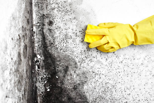 Best Real Estate Mold Inspection  in Rancho Santa Fe, CA